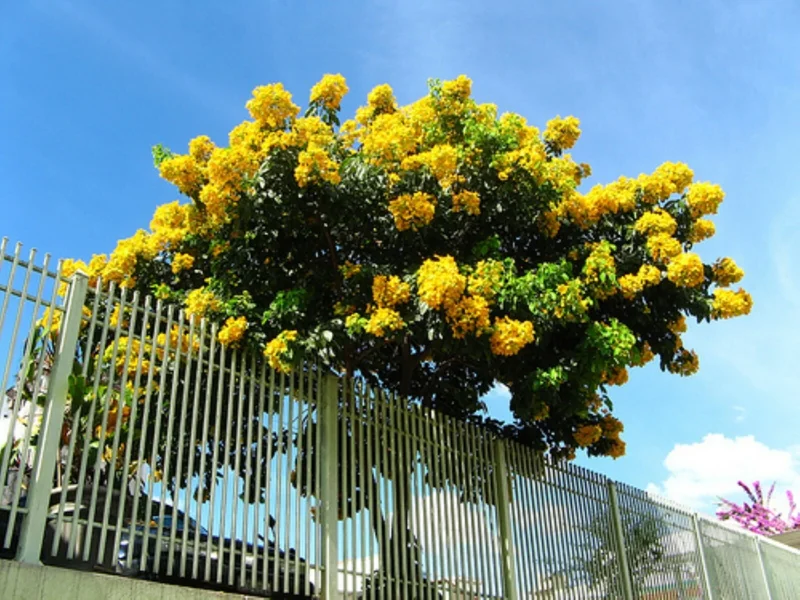 Milk Crape Myrtle Cuttings - 7 Fast Grow Cuttings for Rooting Plant - Indoor/Outdoor - Image 4