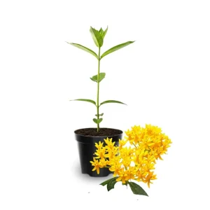 Milkweed Plants Live 4-6 Inch Tall - Pollinator-Friendly Perennial for Garden - Image 3