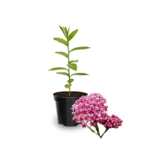 Milkweed Plants Live 4-6 Inch Tall - Pollinator-Friendly Perennial for Garden - Image 5