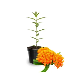 Milkweed Plants Live 4-6 Inch Tall - Pollinator-Friendly Perennial for Garden - Image 6