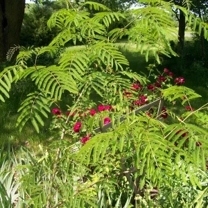 Mimosa Tree Seeds - 20 Pack - Albizia julibrissin Silk Tree Seeds for Outdoor Planting - Image 2