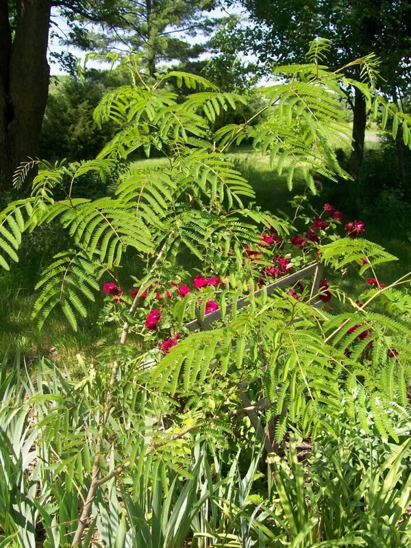 Mimosa Tree Seeds - 20 Pack - Albizia julibrissin Silk Tree Seeds for Outdoor Planting - Image 2