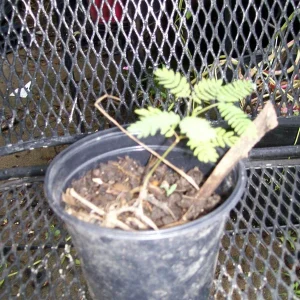 Mimosa Tree Seeds - 20 Pack - Albizia julibrissin Silk Tree Seeds for Outdoor Planting - Image 3