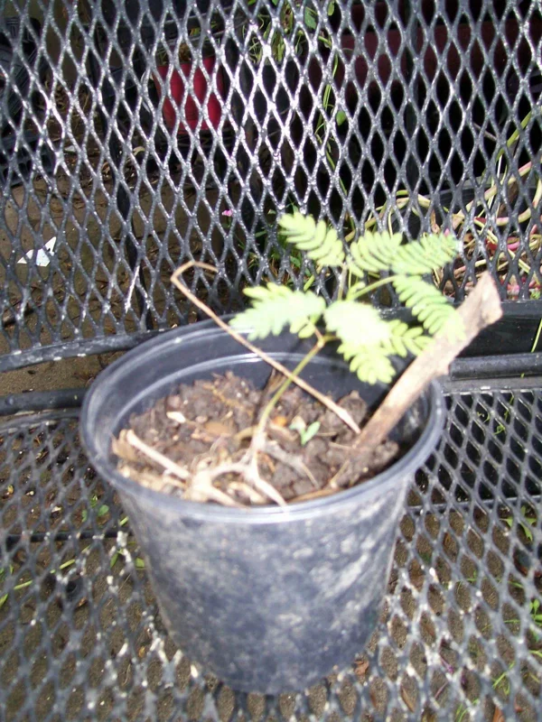 Mimosa Tree Seeds - 20 Pack - Albizia julibrissin Silk Tree Seeds for Outdoor Planting - Image 3