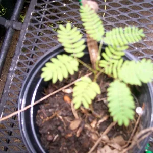 Mimosa Tree Seeds - 20 Pack - Albizia julibrissin Silk Tree Seeds for Outdoor Planting - Image 4