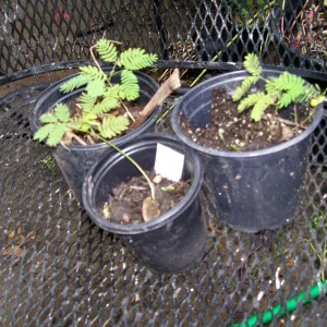 Mimosa Tree Seeds - 20 Pack - Albizia julibrissin Silk Tree Seeds for Outdoor Planting - Image 5