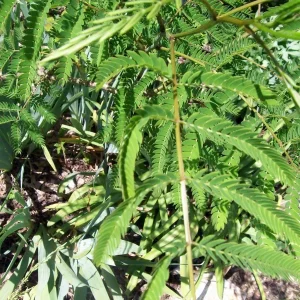 Mimosa Tree Seeds - 20 Pack - Albizia julibrissin Silk Tree Seeds for Outdoor Planting - Image 6