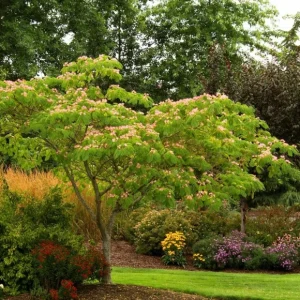 Mimosa Tree Seeds - 20 Pack - Albizia julibrissin Silk Tree Seeds for Outdoor Planting - Image 7