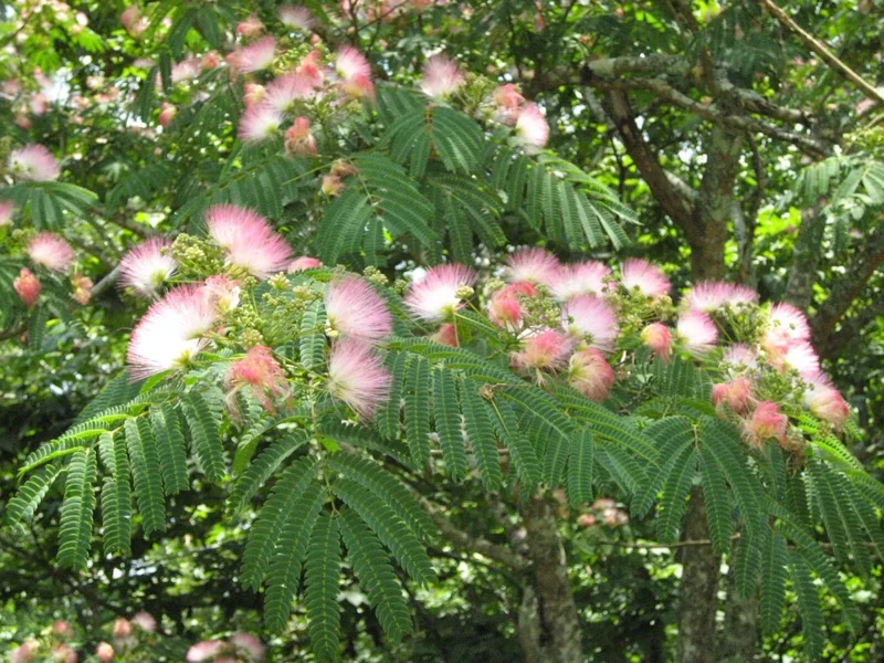 Mimosa Tree Seeds - 20 Pack - Albizia julibrissin Silk Tree Seeds for Outdoor Planting - Image 8