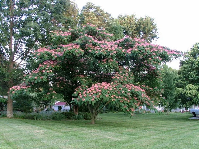 Mimosa Tree Seeds - 20 Pack - Albizia julibrissin Silk Tree Seeds for Outdoor Planting - Image 1