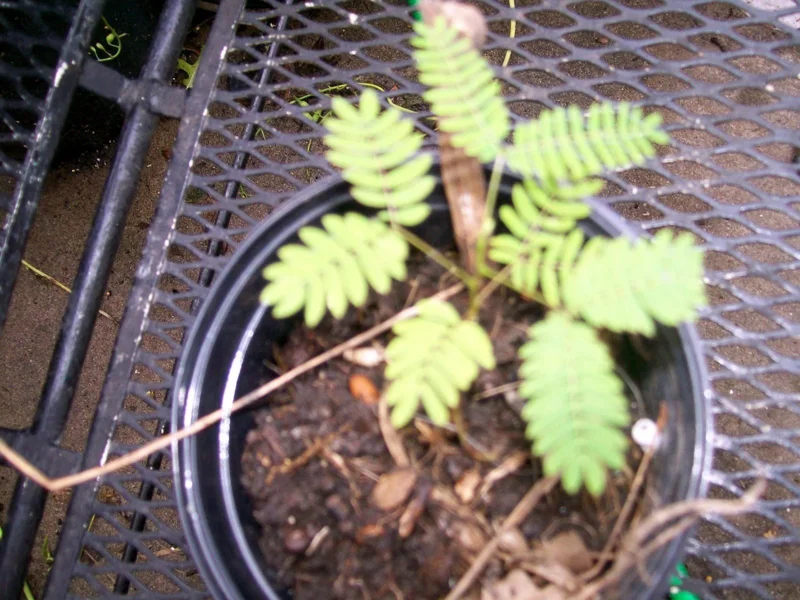 Mimosa Tree Seeds (Albizia julibrissin) - 20 Seeds for Flowering Decorative Tree - Image 4