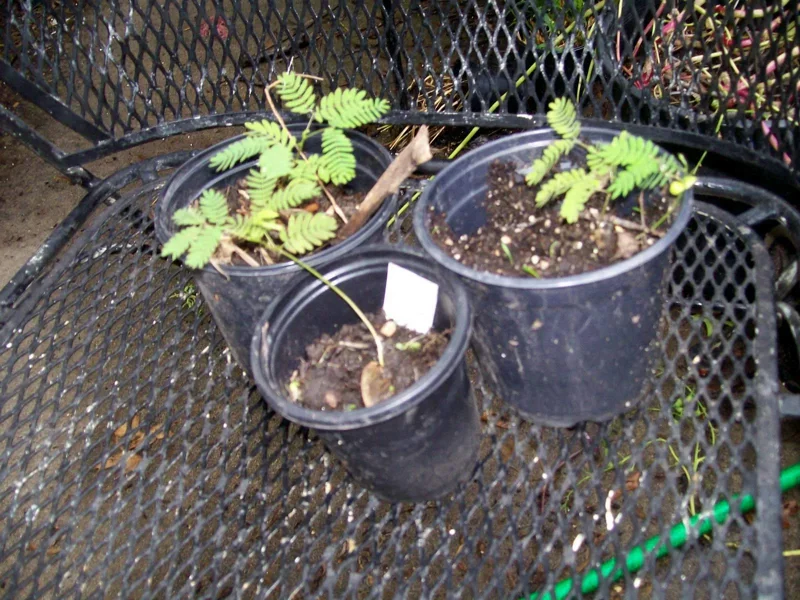 Mimosa Tree Seeds (Albizia julibrissin) - 20 Seeds for Flowering Decorative Tree - Image 5