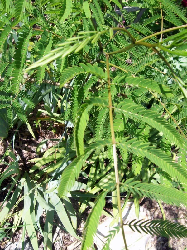 Mimosa Tree Seeds (Albizia julibrissin) - 20 Seeds for Flowering Decorative Tree - Image 6