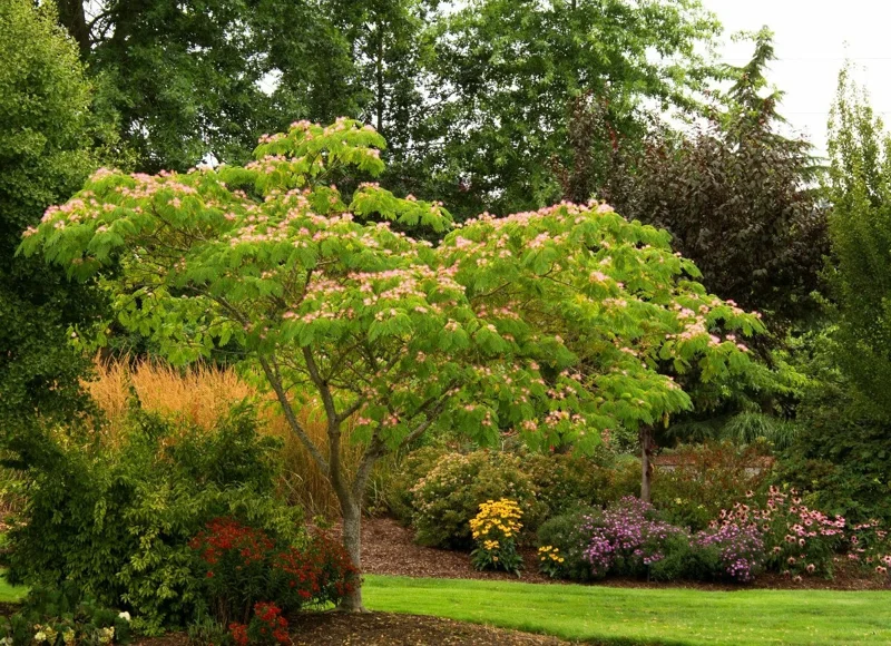 Mimosa Tree Seeds (Albizia julibrissin) - 20 Seeds for Flowering Decorative Tree - Image 7