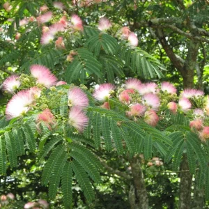 Mimosa Tree Seeds (Albizia julibrissin) - 20 Seeds for Flowering Decorative Tree - Image 8