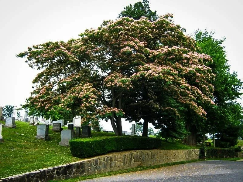 Mimosa Tree Seeds (Albizia julibrissin) - 20 Seeds for Flowering Decorative Tree - Image 9