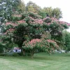 Mimosa Tree Seeds (Albizia julibrissin) - 20 Seeds for Flowering Decorative Tree - Image 1