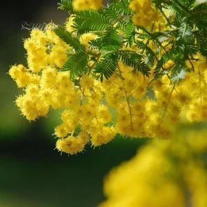 Mimosa Wattle Live Plant, Acacia Baileyana Tree, Yellow Flower, 3-5 Inch Tall, 4 Inch Pot - Image 2
