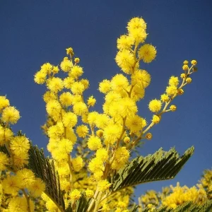 Mimosa Wattle Live Plant, Acacia Baileyana Tree, Yellow Flower, 3-5 Inch Tall, 4 Inch Pot - Image 3