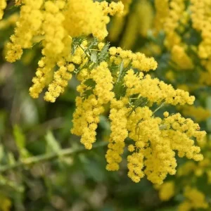 Mimosa Wattle Live Plant, Acacia Baileyana Tree, Yellow Flower, 3-5 Inch Tall, 4 Inch Pot - Image 4