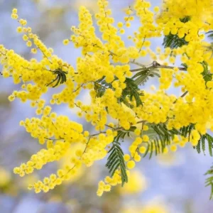 Mimosa Wattle Live Plant, Acacia Baileyana Tree, Yellow Flower, 3-5 Inch Tall, 4 Inch Pot - Image 5