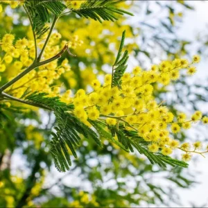 Mimosa Wattle Live Plant, Acacia Baileyana Tree, Yellow Flower, 3-5 Inch Tall, 4 Inch Pot - Image 6