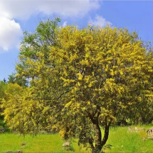 Mimosa Wattle Live Plant, Acacia Baileyana Tree, Yellow Flower, 3-5 Inch Tall, 4 Inch Pot - Image 7