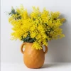 Mimosa Wattle Live Plant, Acacia Baileyana Tree, Yellow Flower, 3-5 Inch Tall, 4 Inch Pot - Image 1