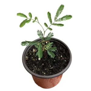 Mimosa Wattle Live Plant, Acacia Baileyana Tree, Yellow Flower, 3-5 Inch Tall, 4 Inch Pot - Image 8