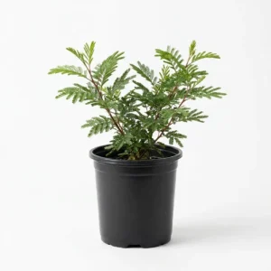 Mimosa Wattle Live Plant - Fast Growing Ornamental Tree, 4-6 Inch Tall in 4 Inch Pot, Outdoor - Image 2