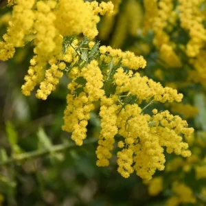 Mimosa Wattle Live Plant - Fast Growing Ornamental Tree, 4-6 Inch Tall in 4 Inch Pot, Outdoor - Image 3
