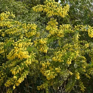Mimosa Wattle Live Plant - Fast Growing Ornamental Tree, 4-6 Inch Tall in 4 Inch Pot, Outdoor - Image 4