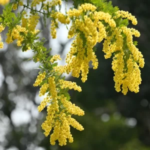Mimosa Wattle Live Plant - Fast Growing Ornamental Tree, 4-6 Inch Tall in 4 Inch Pot, Outdoor - Image 5