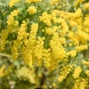 Mimosa Wattle Live Plant - Fast Growing Ornamental Tree, 4-6 Inch Tall in 4 Inch Pot, Outdoor - Image 1