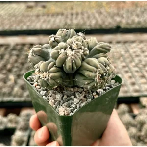 Ming Thing Cactus Plant - Rare Cereus Forbesii Monstrose Live Plant 3.5