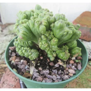 Ming Thing Cactus Plant - Rare Cereus Forbesii Monstrose Live Plant 3.5