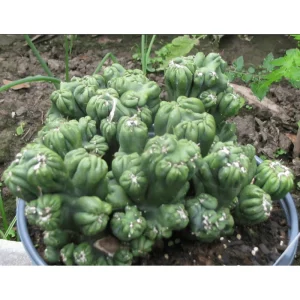 Ming Thing Cactus Plant - Rare Cereus Forbesii Monstrose Live Plant 3.5