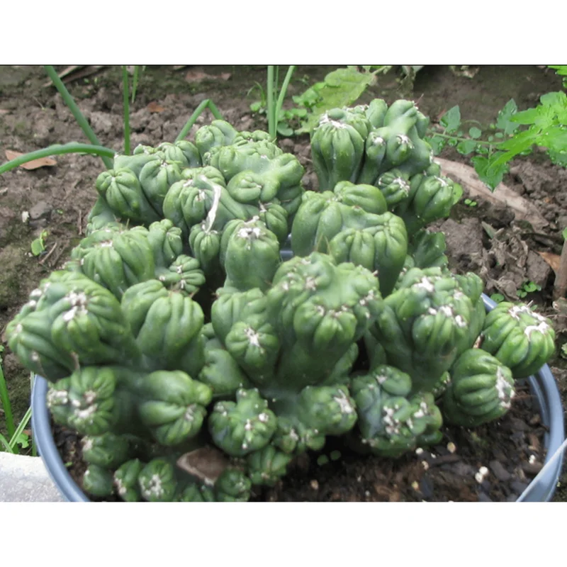 Ming Thing Cactus Plant - Rare Cereus Forbesii Monstrose Live Plant 3.5" Pot - Image 4