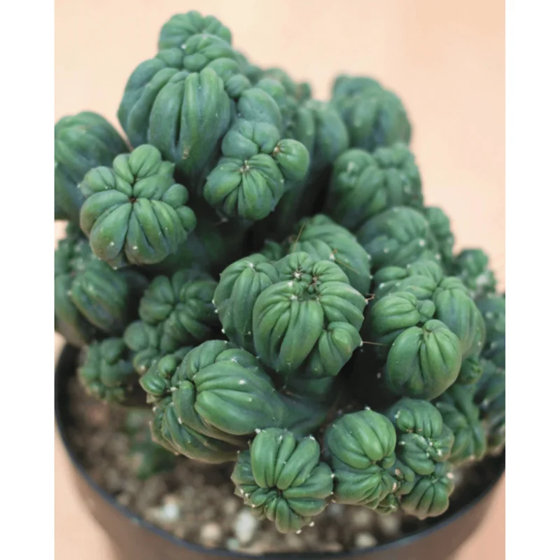 Ming Thing Cactus Plant - Rare Cereus Forbesii Monstrose Live Plant 3.5" Pot - Image 5