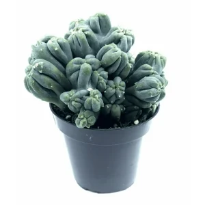 Ming Thing Cactus Plant - Rare Cereus Forbesii Monstrose Live Plant 3.5