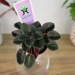 Mini African Violet Live Plant - Pink White Houseplant, 2 Inch Pot - Image 2