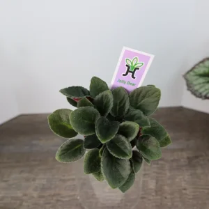 Mini African Violet Live Plant - Pink White Houseplant, 2 Inch Pot - Image 3