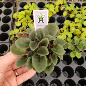 Mini African Violet Live Plant - Pink White Houseplant, 2 Inch Pot - Image 4