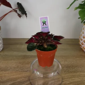 Mini African Violet Live Plant - Pink White Houseplant, 2 Inch Pot - Image 5