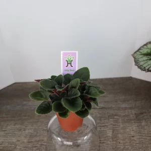 Mini African Violet Live Plant - Pink White Houseplant, 2 Inch Pot - Image 6