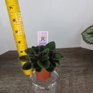 Mini African Violet Live Plant - Pink White Houseplant, 2 Inch Pot - Image 7