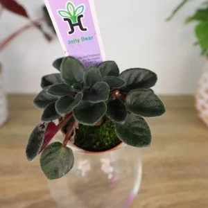 Mini African Violet Live Plant - Pink White Houseplant, 2 Inch Pot - Image 8
