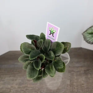 Mini African Violet Live Plant - Pink White Houseplant, 2 Inch Pot - Image 9