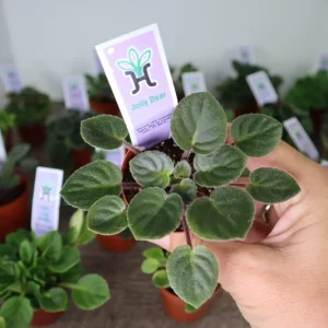 Mini African Violet Live Plant - Pink White Houseplant, 2 Inch Pot - Image 1