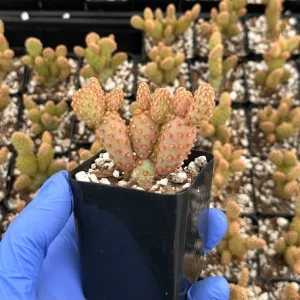 Mini Cinnamon Cactus Live Plant 2 Inch Pot | Opuntia Rufida Minima | Red - Image 2